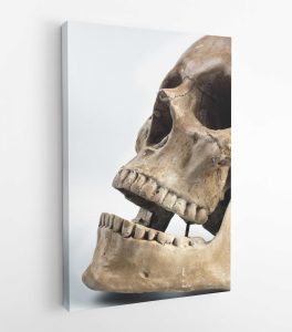 human-skull-with-white-background-46510-dikey-kisa-scaled-1